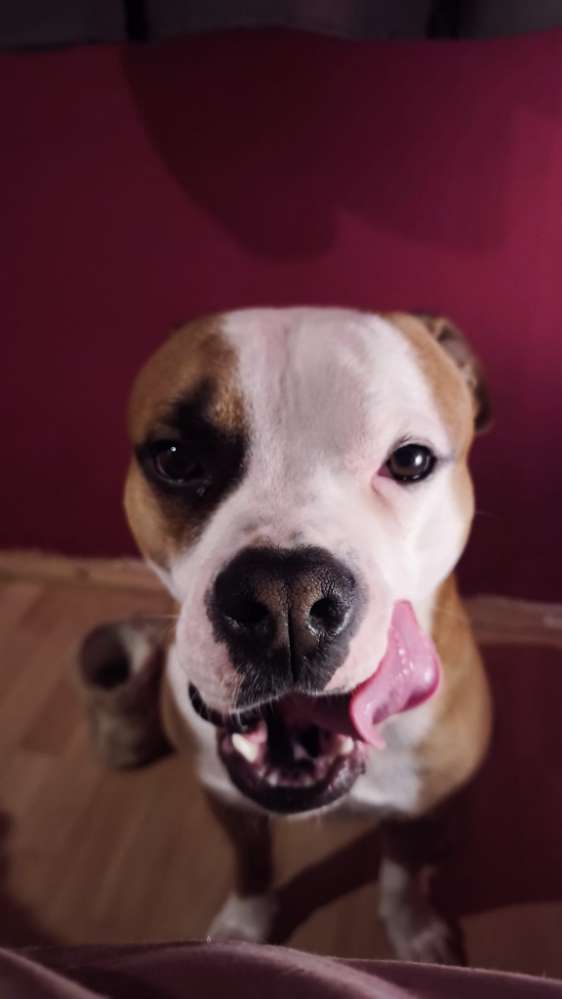 Hundetreffen-Gassitreff in Bad Driburg und Umgebung-Profilbild