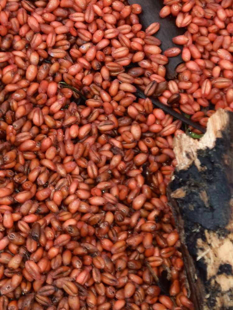 Giftköder-Möglicher Giftweizen-Profilbild