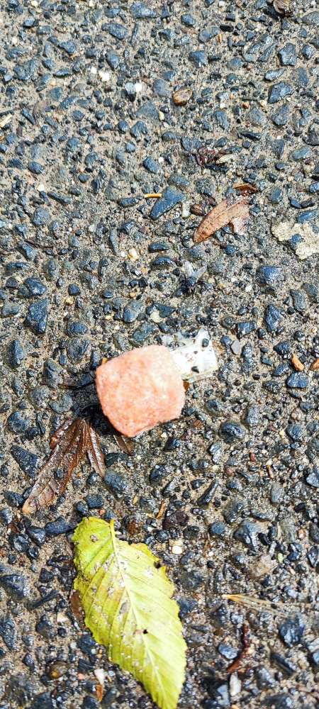 Giftköder-Große, viereckige Fleischbällchen!-Profilbild