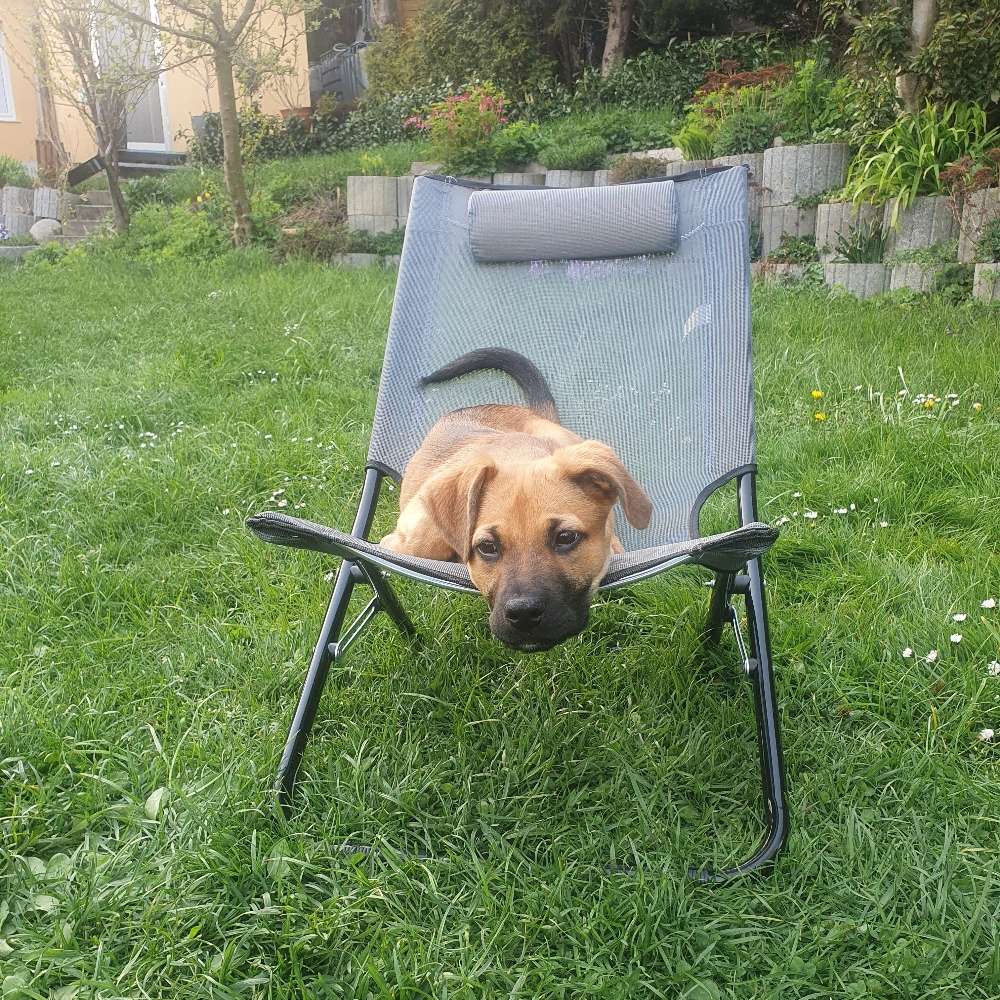 Hundetreffen-Welpentreffen in Chemnitz-Profilbild