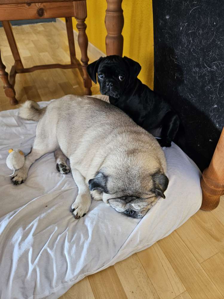 Hundetreffen-Welpentreffen-Profilbild