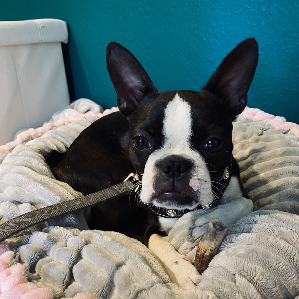 Hundetreffen-Spielfreunde in Troisdorf oder Bonn-Profilbild