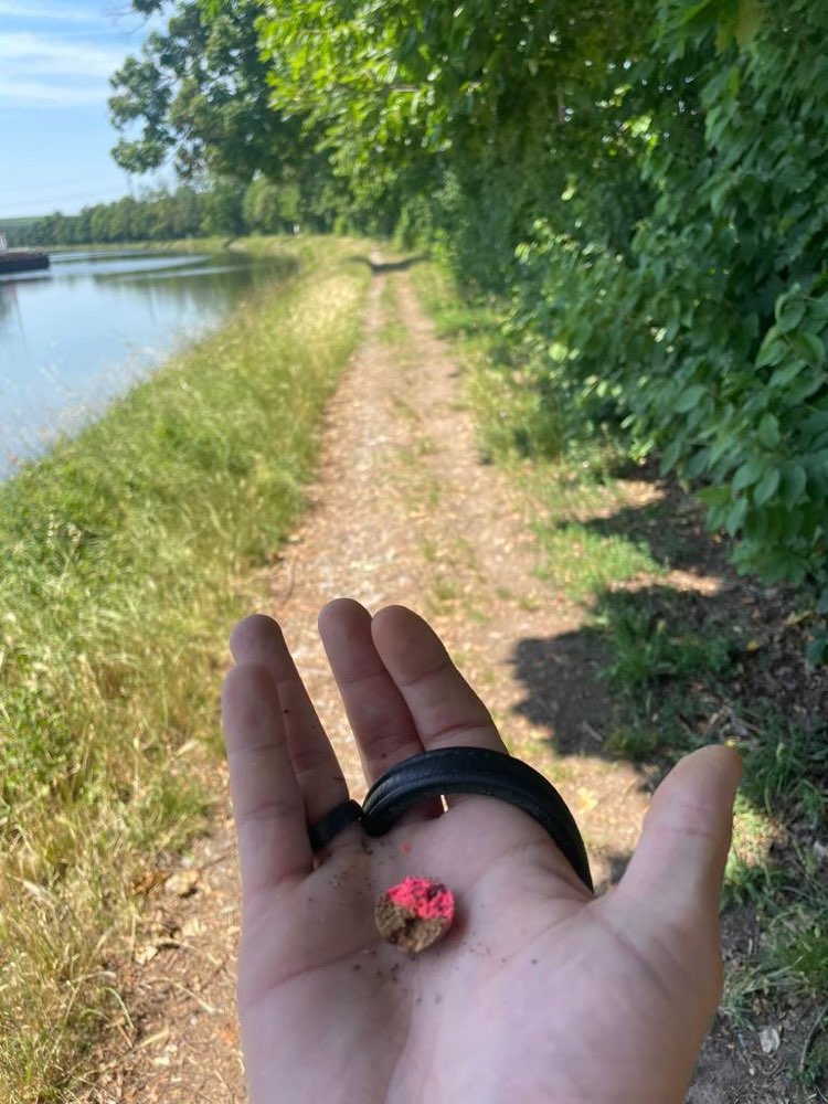 Giftköder-Evtl. Giftköder am Neckar-Profilbild