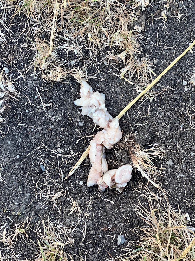 Giftköder-Rohes Fleisch-Profilbild