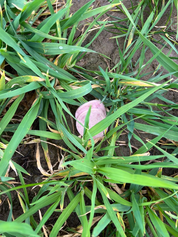 Giftköder-Möglicher Giftköder in Fleischwurst-Profilbild