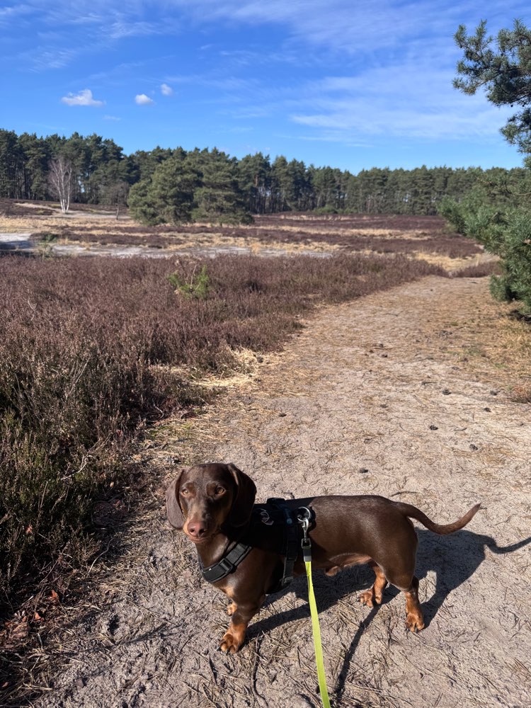 Hundetreffen-Gassirunde ohne Hundekontakt-Profilbild