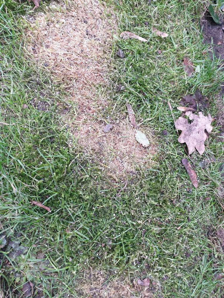 Giftköder-Mann verteilt weißes Pulver-Profilbild