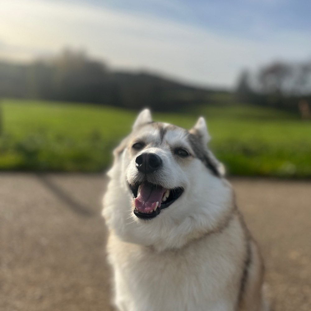 Hundetreffen-Spazieren und spielen 🐶-Profilbild