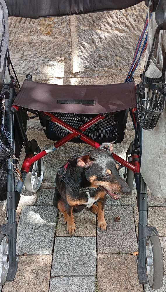 Hundetreffen-Ej sucht für gelegentliches Spaziergänge einen Treffen mit anderen Hunden und ihren Besitzern-Profilbild