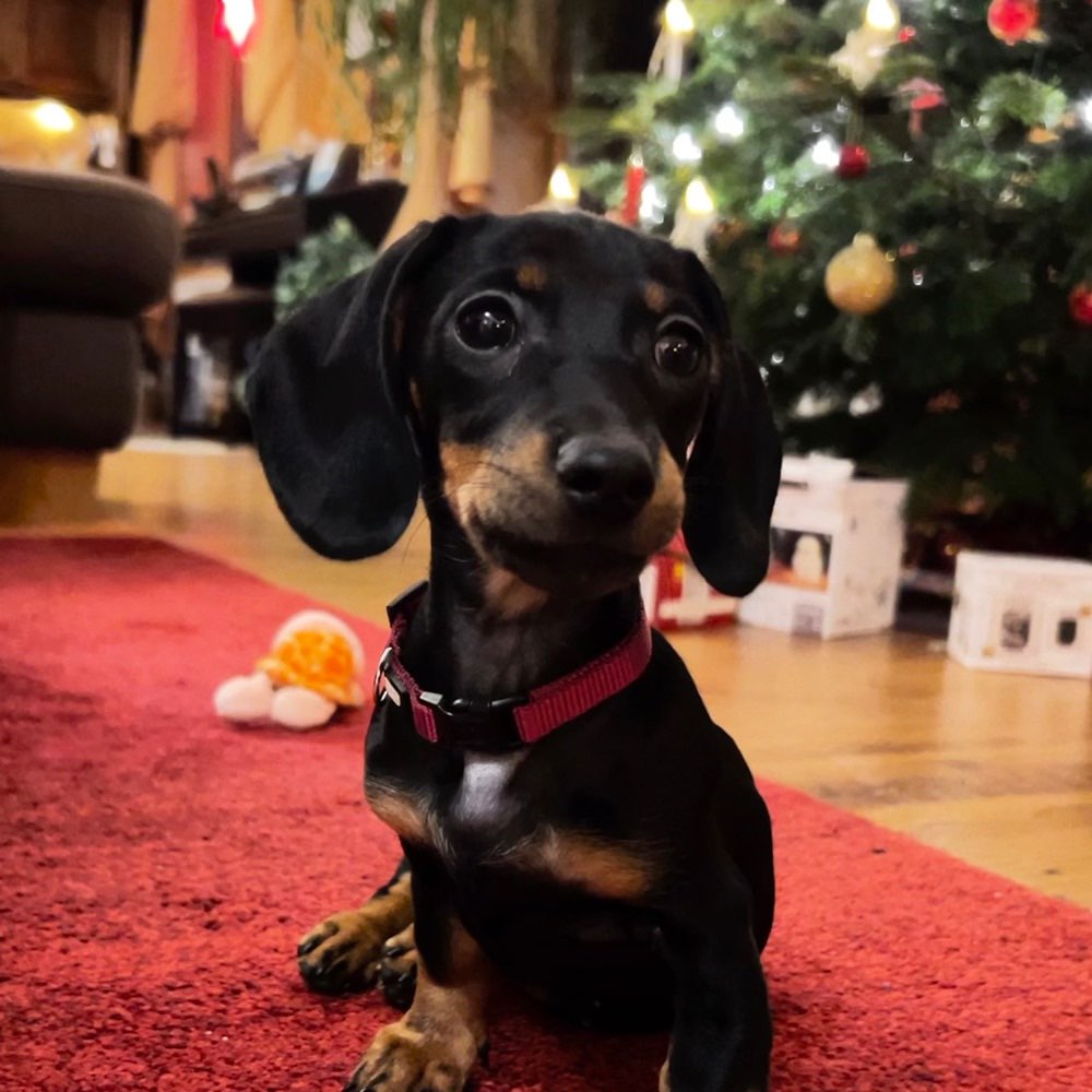 Hundetreffen-Welpentreffen: kleine Spielfreunde gesucht-Profilbild