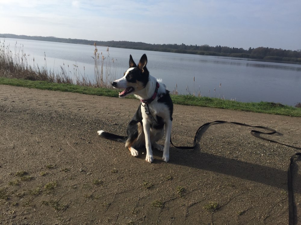Hundetreffen-Gassi/Spielrunde-Profilbild
