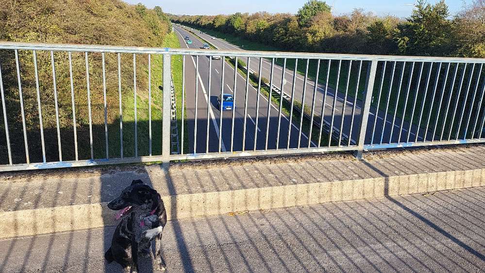 Hundetreffen-Spielkameraden-Profilbild