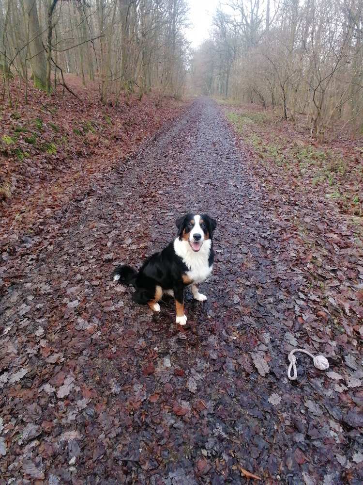Hundetreffen-Spiel und Gassirunde-Profilbild