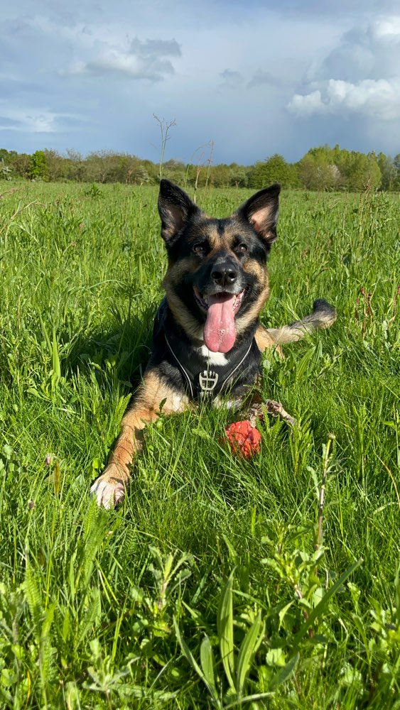 Hundetreffen-Social Walk/ Hundebegegnung üben-Profilbild