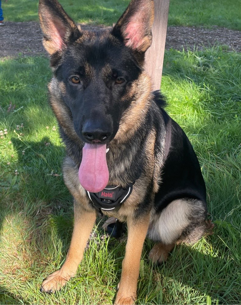 Hundetreffen-Treffen zum Spielen und Kennenlernen-Profilbild