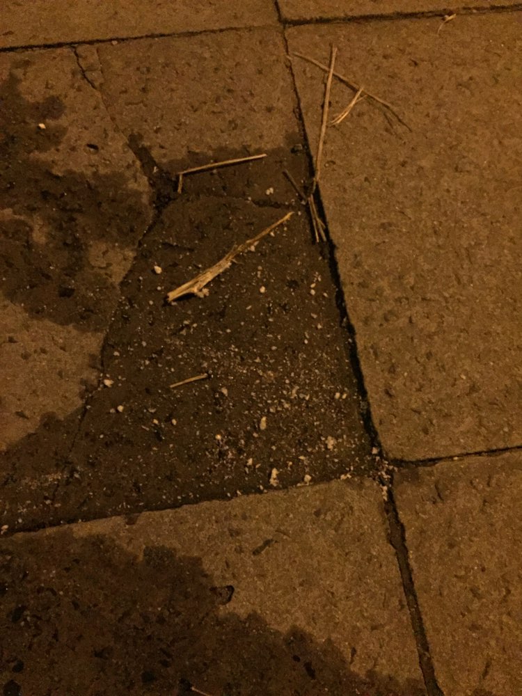 Giftköder-White powder-Profilbild