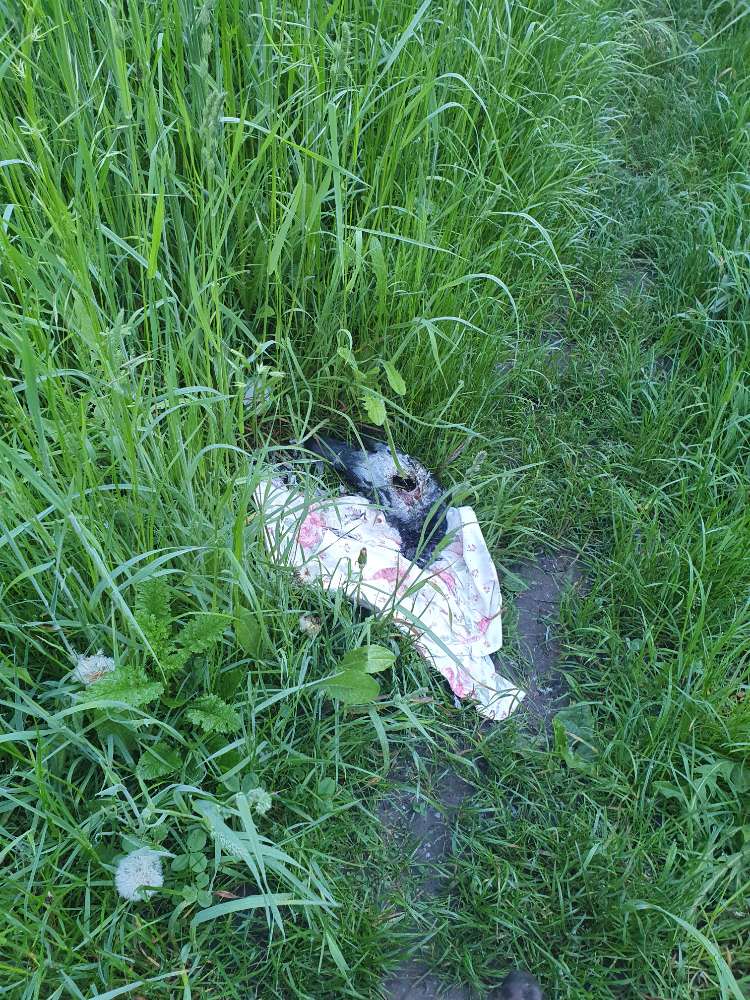 Giftköder-Tote Taube-Profilbild