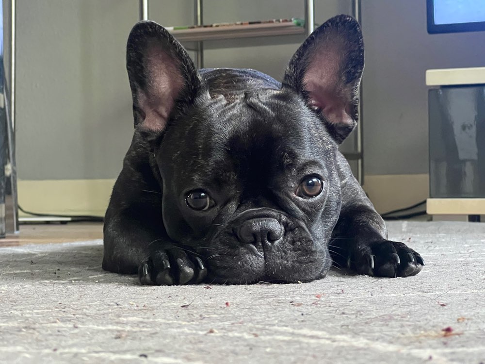 Hundetreffen-Gassi- und Spielkumpel gesucht (Eimsbüttel/Poppenbüttel)-Profilbild