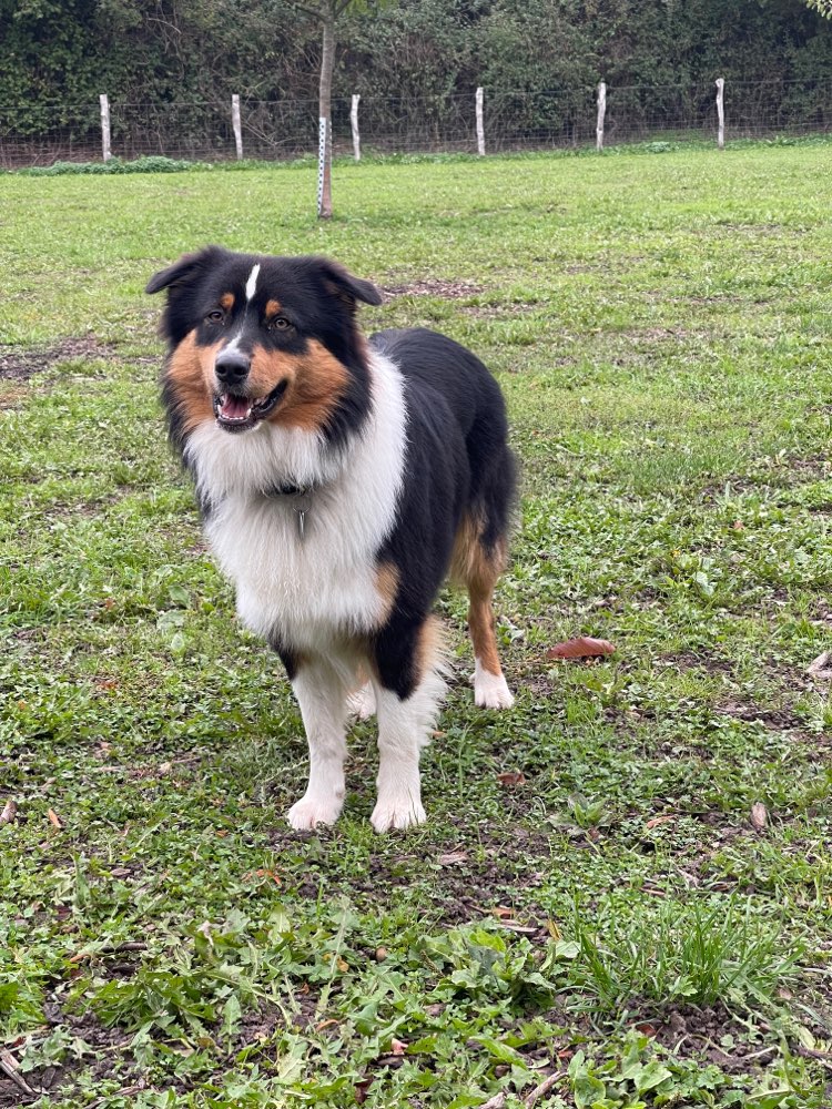 Hundetreffen-Spielen und Gassi in Holt und Umgebung-Profilbild