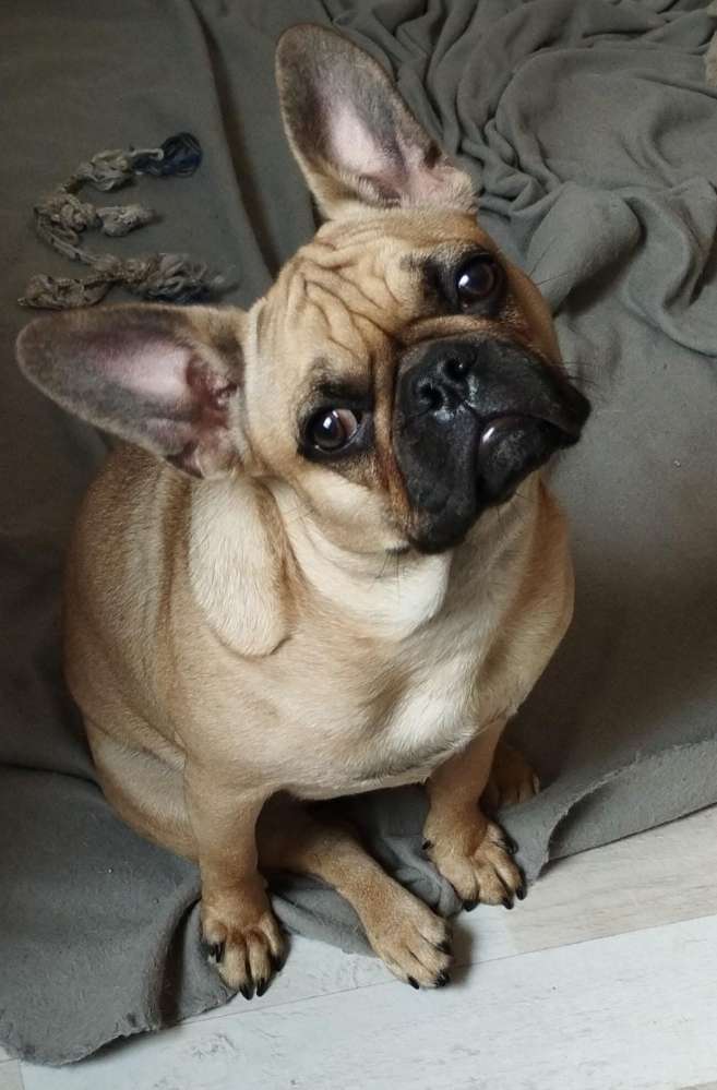 Hundetreffen-Junghundtreff-Profilbild