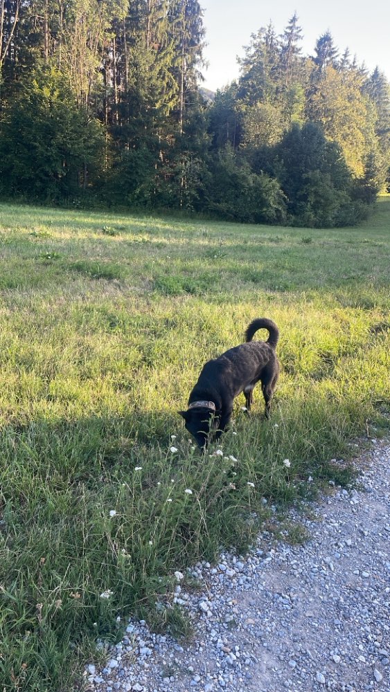 Hundetreffen-Gassi gehen in Graz-Profilbild