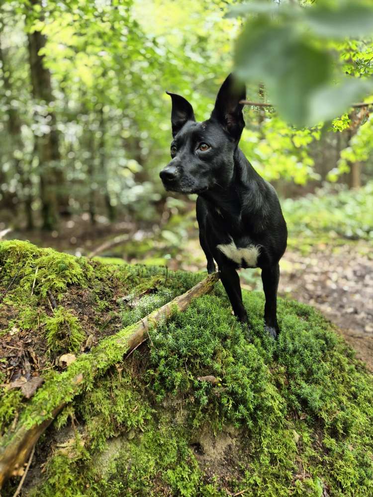 Hundetreffen-🐾❤️ Wir suchen Hundefreunde für Luna und mich! 🐶-Profilbild