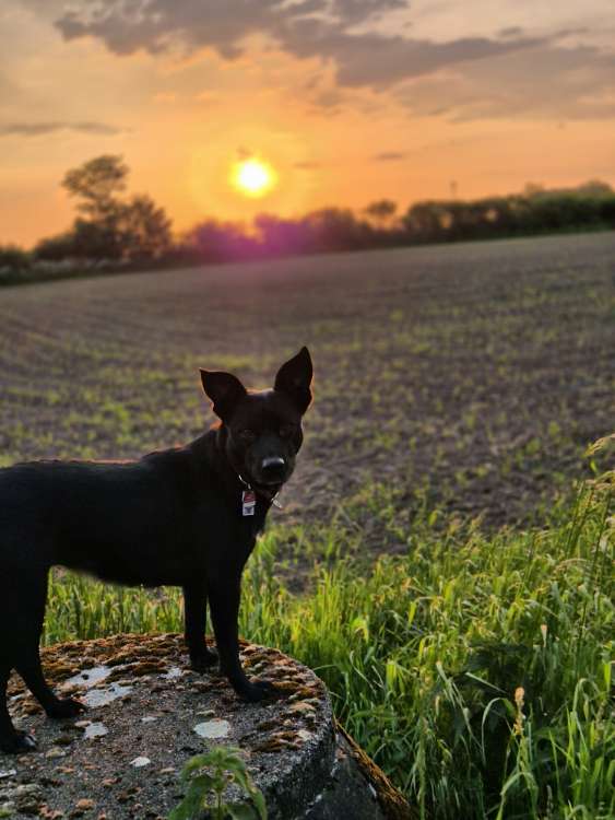 Hundetreffen-Spielgefährte für Luna gesucht-Profilbild