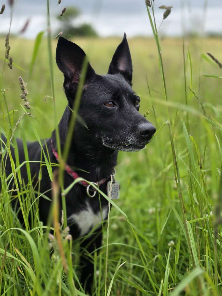 Hundetreffen-Hundefreund gesucht-Profilbild
