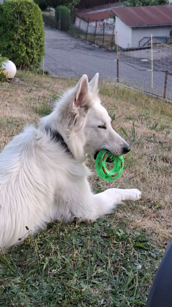 Hundetreffen-Social Walk-Profilbild