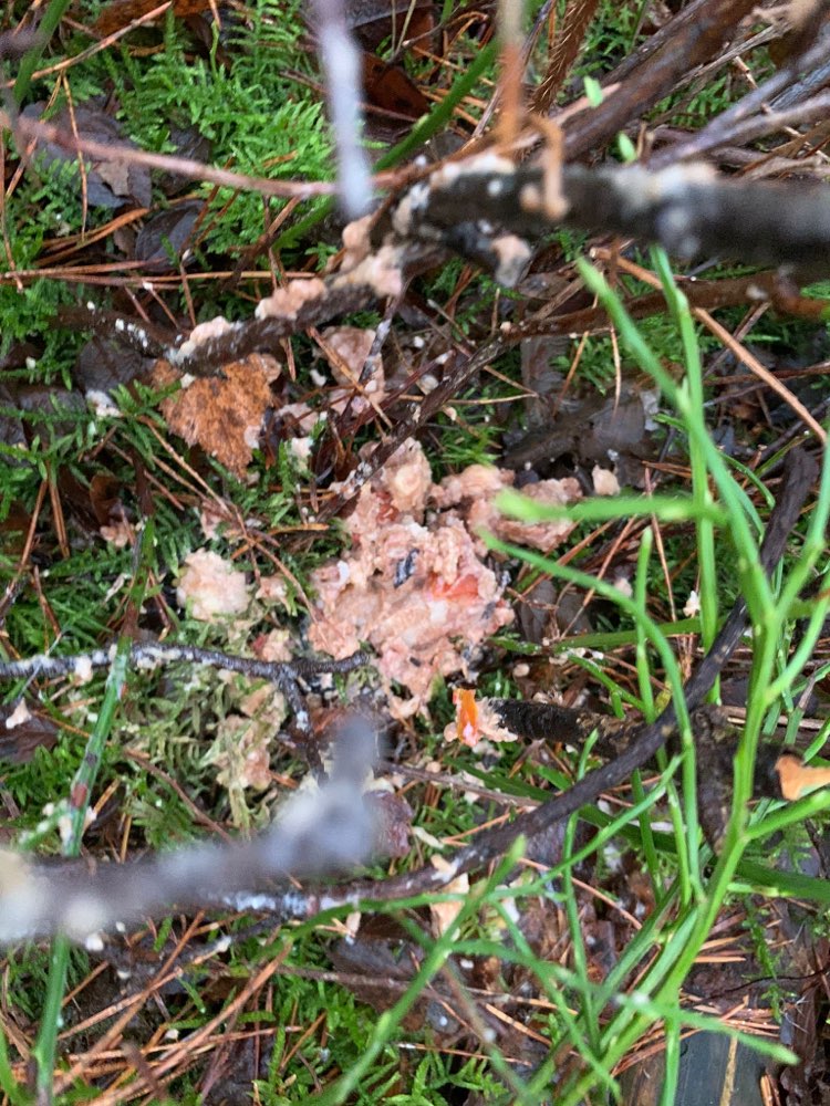 Giftköder-Essensreste / Erbrochenes-Profilbild