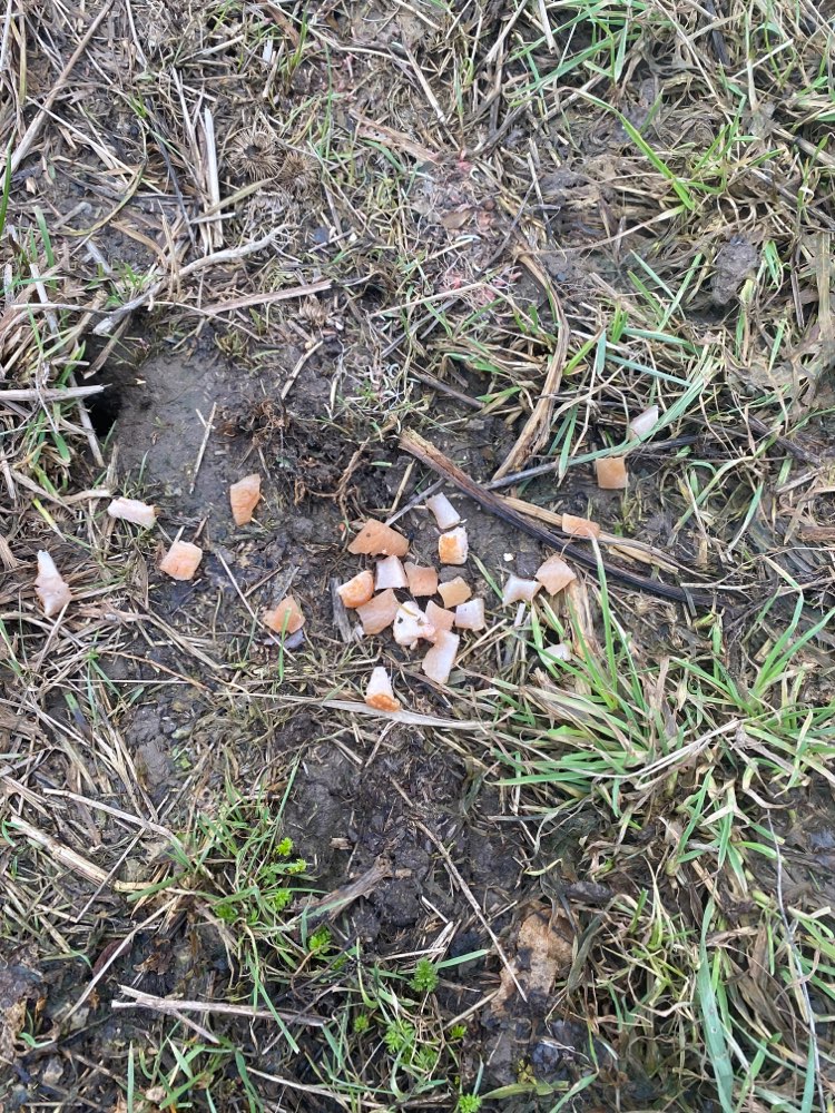 Giftköder-Ausgelegte Fleischstücke-Profilbild