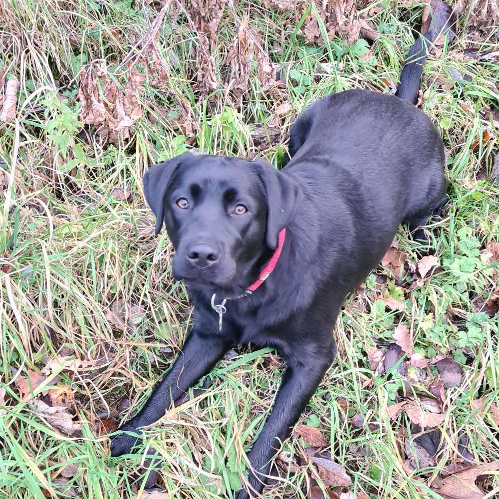 Hundetreffen-Spielen/Toben/Gassigehen-Profilbild