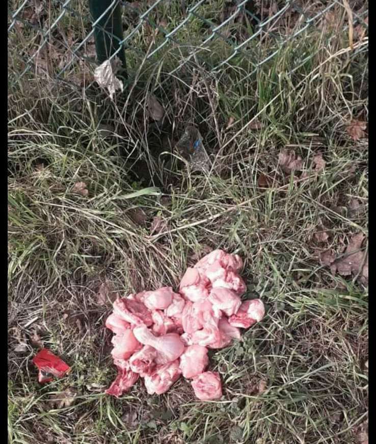 Giftköder-Giftköder-Profilbild