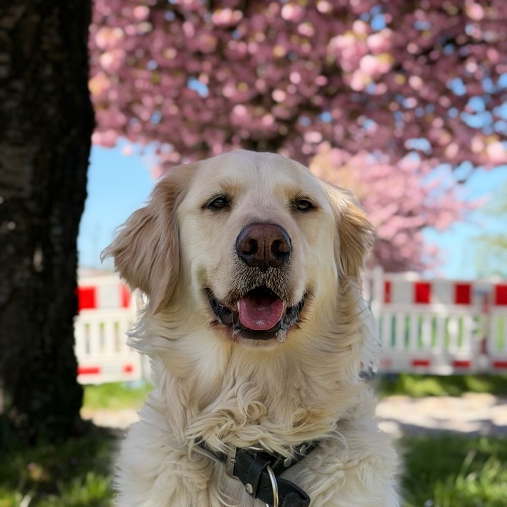 Hundetreffen-Gemeinsam Toben & oder Spazieren gehen-Profilbild