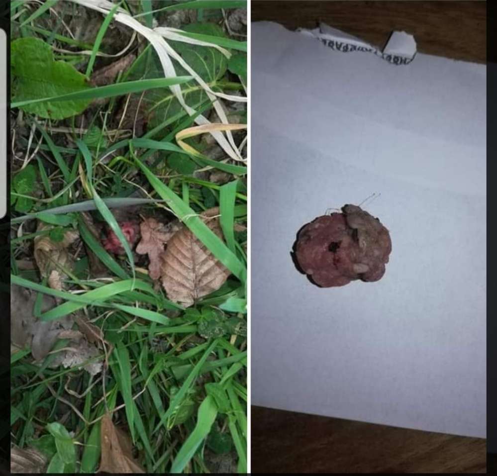 Giftköder-Giftköder-Profilbild