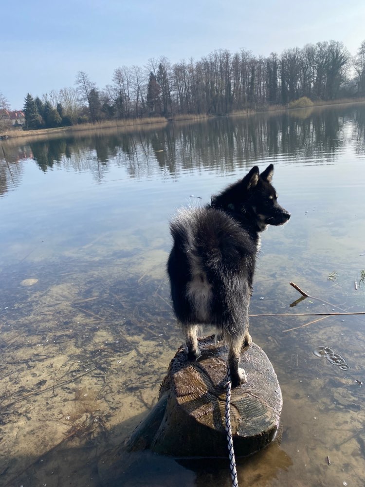 Hundetreffen-Spielgefährte/gemeinsame Gassirunde für Junghunde-Profilbild