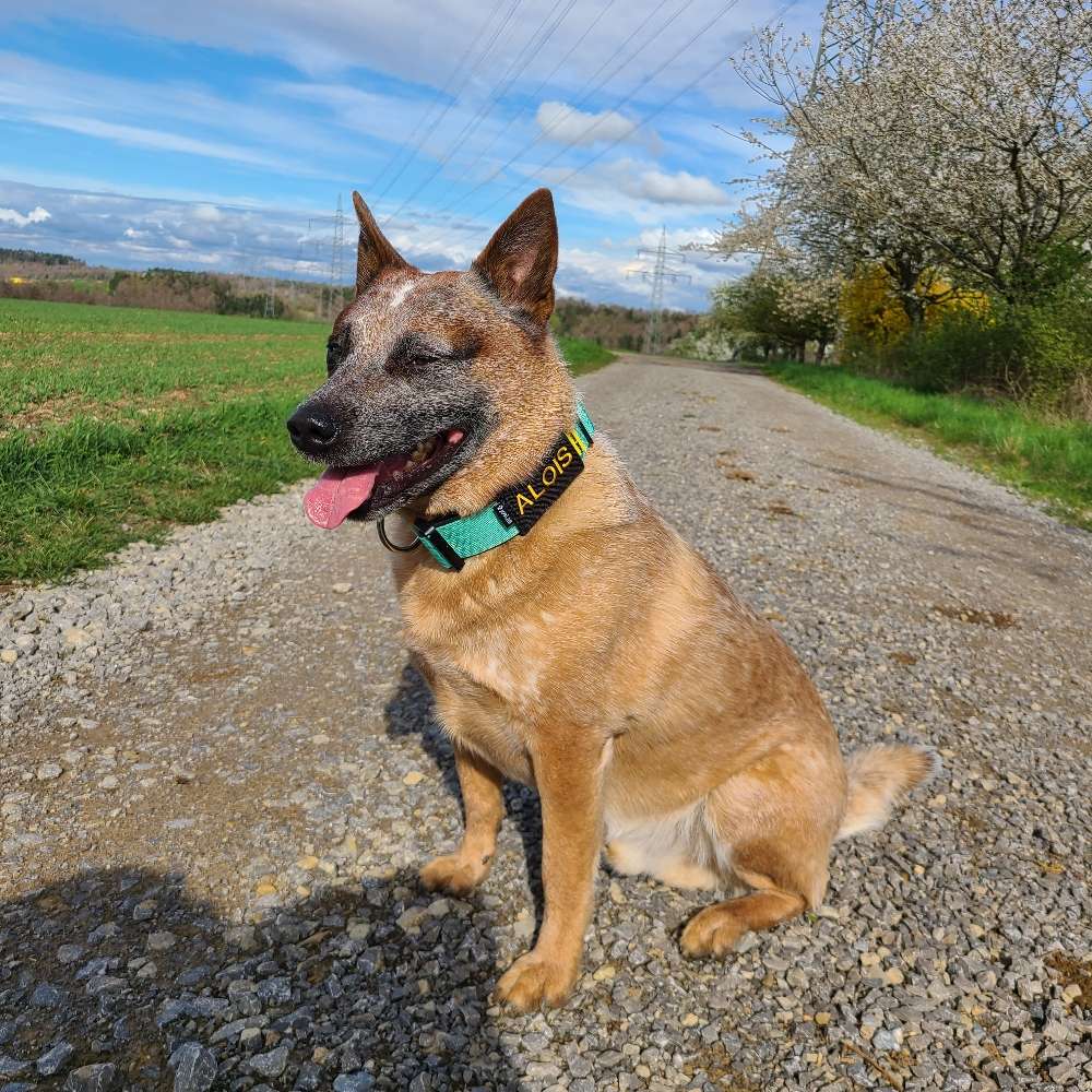Hundetreffen-Suche Gassifreunde für Alois-Profilbild