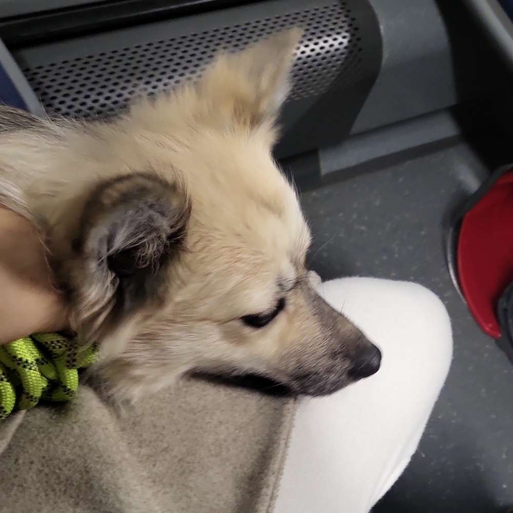 Hundetreffen-Junghund treffen/spazieren/social walks-Profilbild