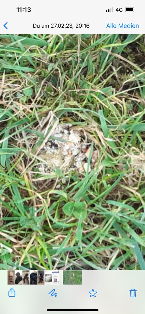 Giftköder-Mehrere Giftköder gesichtet-Profilbild