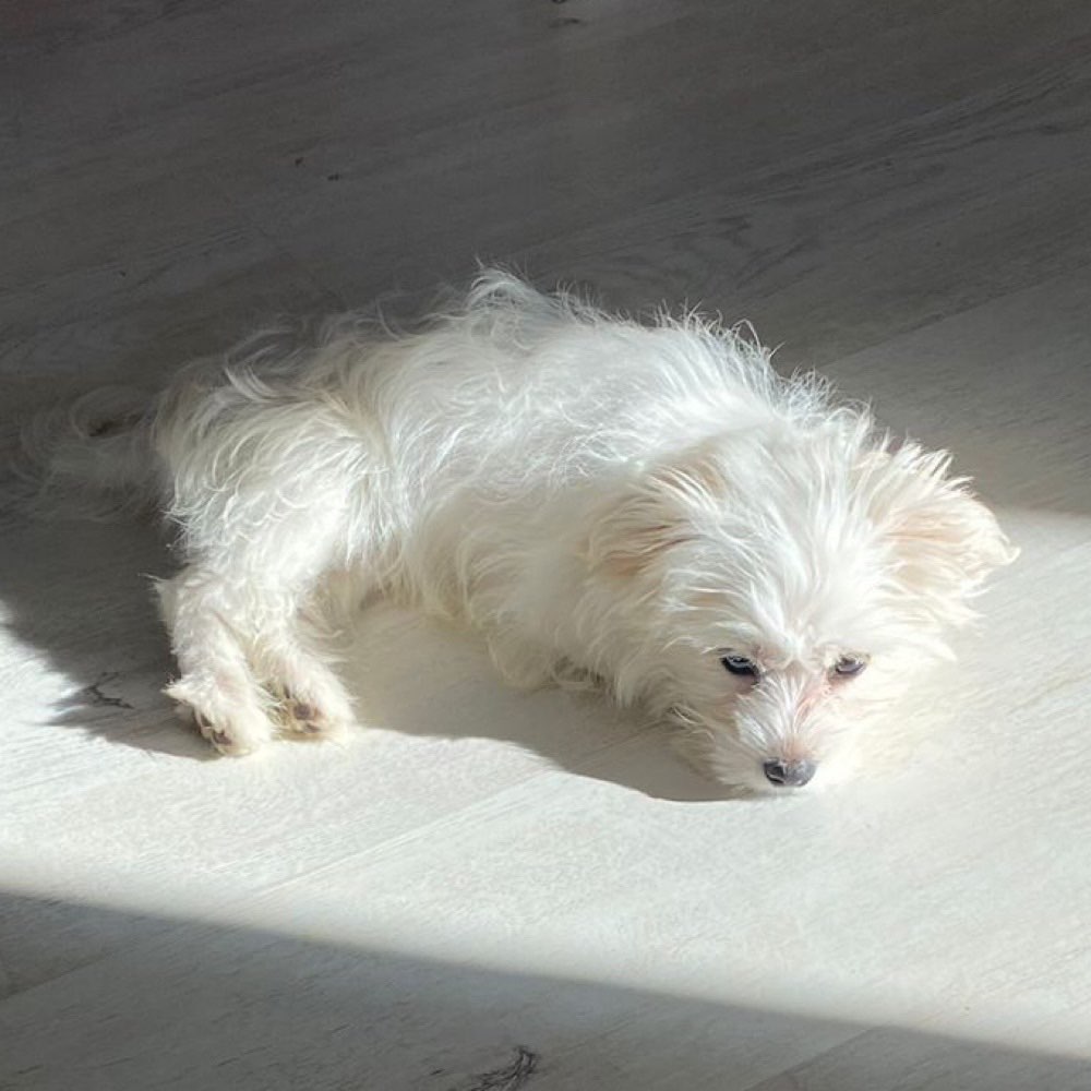 Hundetreffen-Bondorf-Profilbild