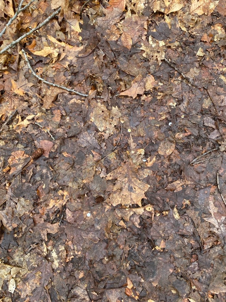 Giftköder-Reißzwecken auf dem Gehweg-Profilbild