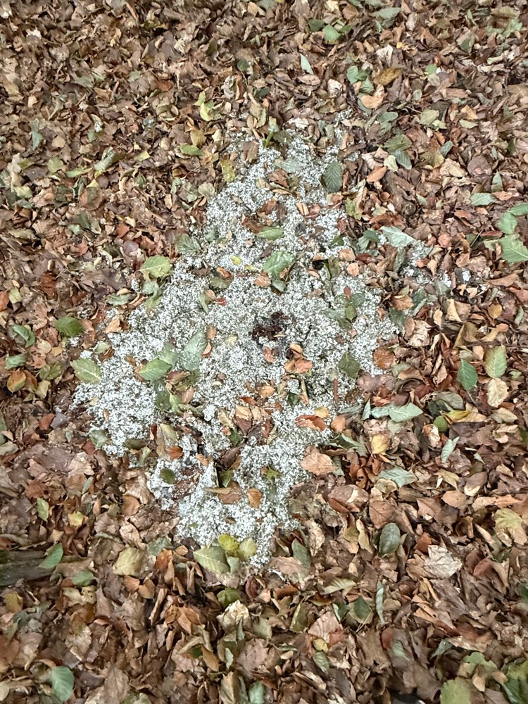 Giftköder-Großflächig weiße Substanz-Profilbild