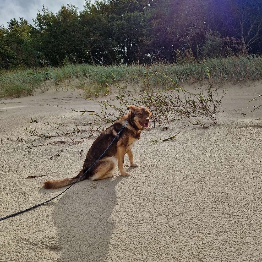 Hundetreffen-Spielbuddy in/bei Rahlstedt gesucht-Profilbild