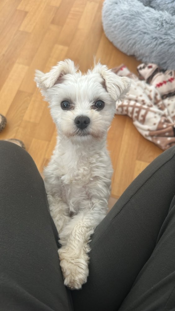 Hundetreffen-Spielgefährte gesucht-Profilbild