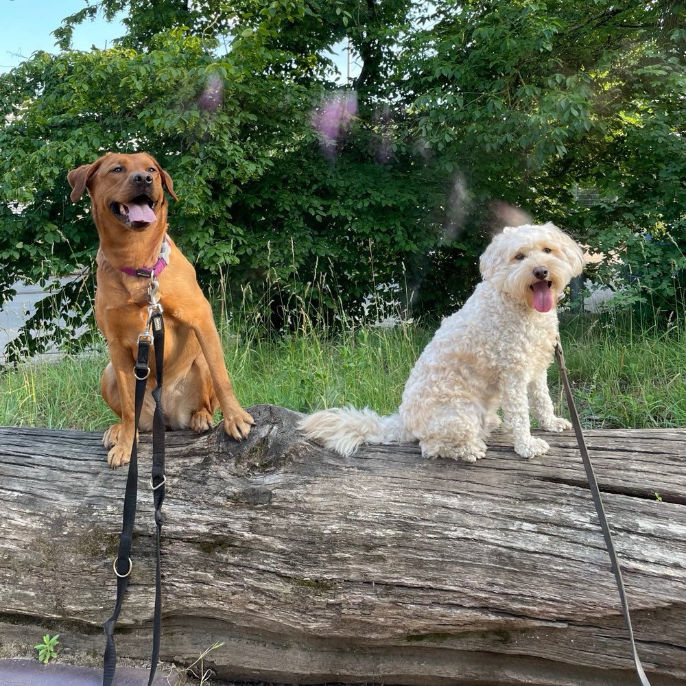 Hundetreffen-Spiel und Gassi Treffen Griesheim-Profilbild