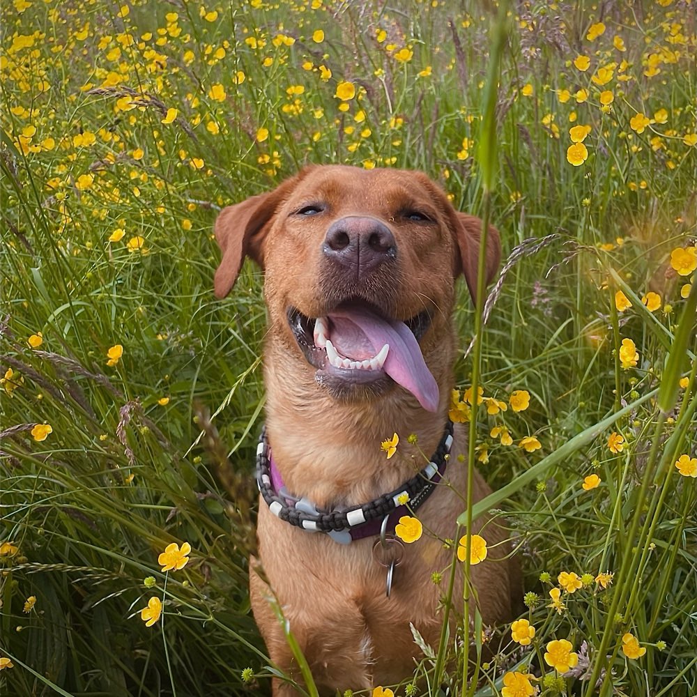 Hundetreffen-Spiel und Gassi Treffen Griesheim-Profilbild