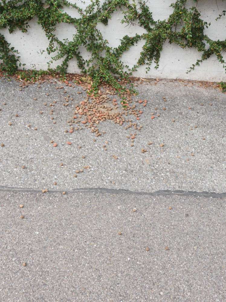 Giftköder-evtl. Giftköder-Profilbild