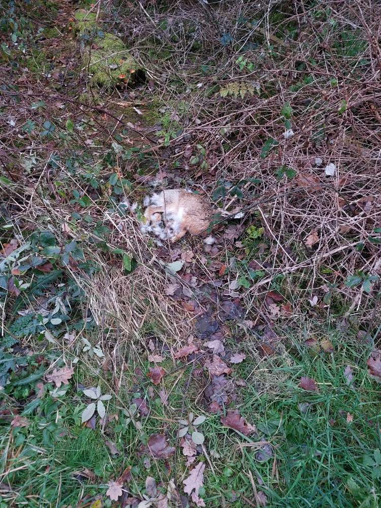 Giftköder-Toter Hase am Wegesrand, Geistinger Wald-Profilbild