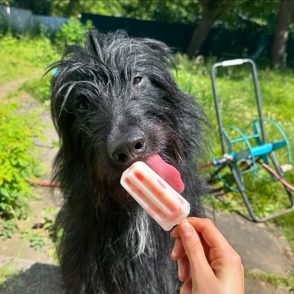 Hundetreffen-Hundebegegnungen im Rhein-Sieg-Kreis-Profilbild