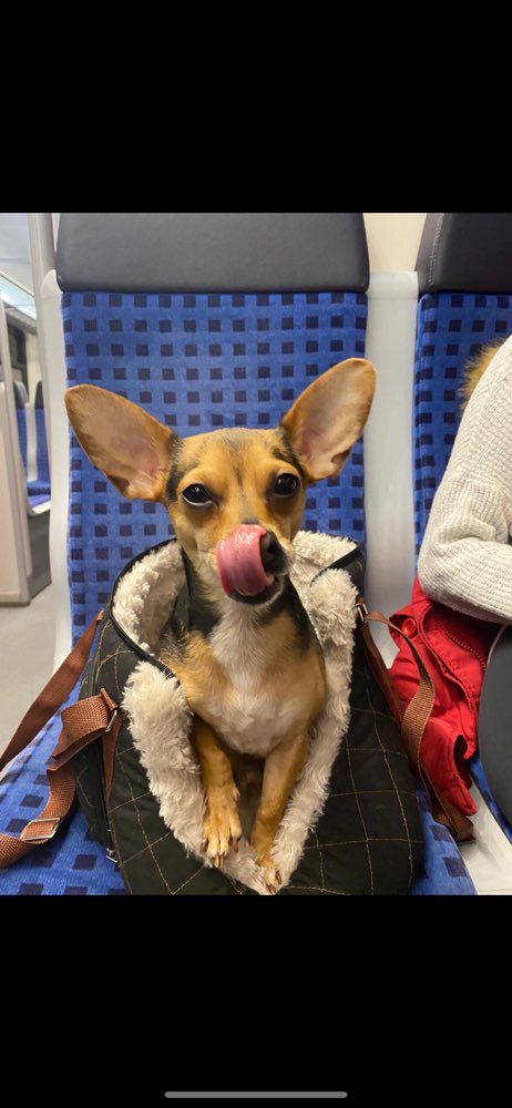 Hundetreffen-Gassi gehen und mehr 🥰-Profilbild